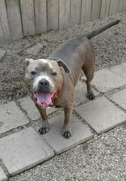 Chompers