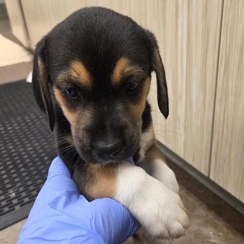 A baby small-sized female Brown / Chocolate Mixed Breed dog named Maggie for adoption in Chattanooga, TN