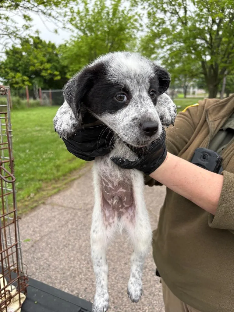 A baby medium-sized male Australian Cattle Dog / Blue Heeler dog named Bow for adoption in Ada, OK