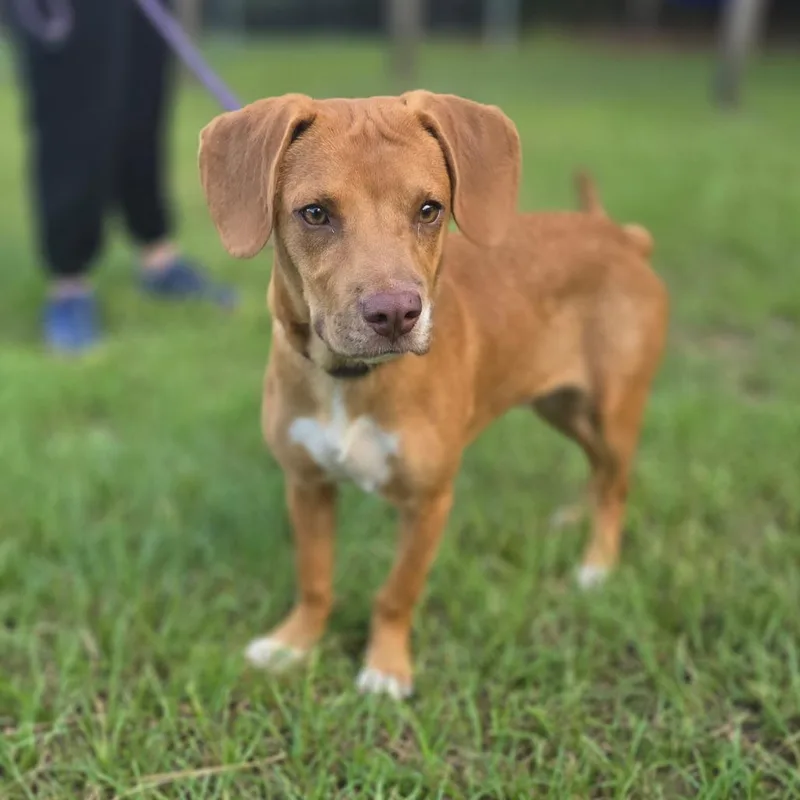 A young small-sized male Golden Beagle dog named Dewbie for adoption in Hinesville, GA