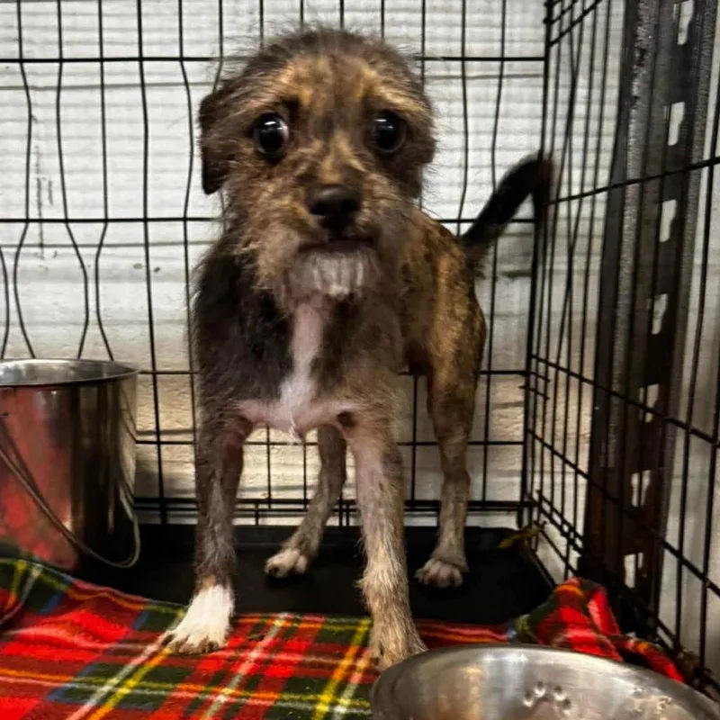 An adult small-sized male Gray / Blue / Silver Mixed Breed dog named Karl for adoption in Rockville, MD
