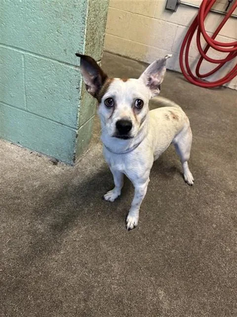 A young small-sized male Parson Russell Terrier dog named Toby for adoption in Sacramento, CA