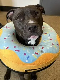 A young medium-sized male Brown / Chocolate Pit Bull Terrier dog named Stoppard for adoption in Cleveland, OH