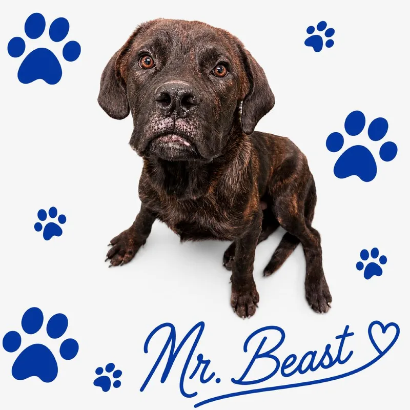 Mr.Beast thumbnail 2