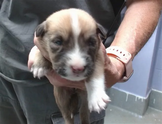 A baby small-sized male Rhodesian Ridgeback dog named Stellio for adoption in Albuquerque, NM