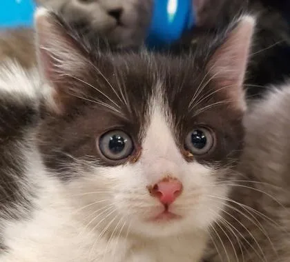 A young large-sized female Domestic Short Hair cat named Soda pop for adoption in Kansas City, MO