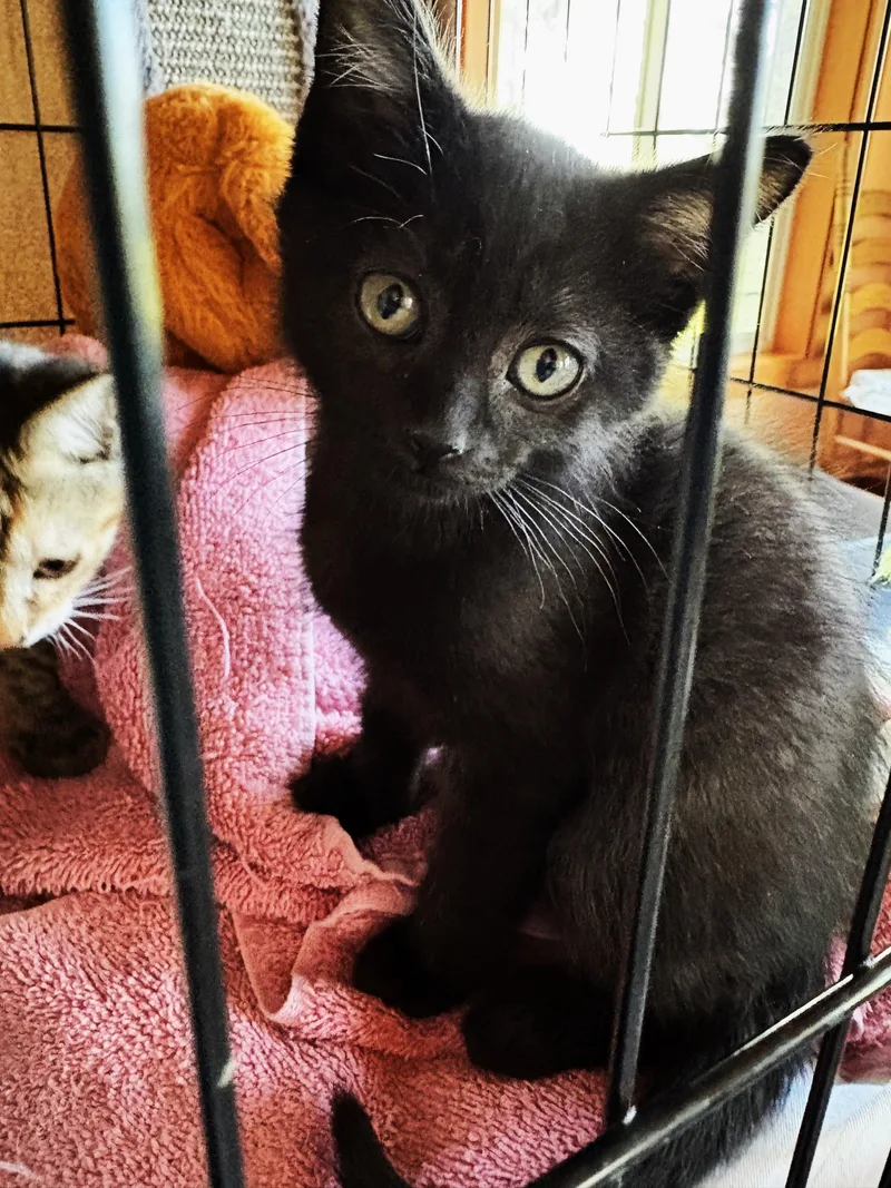 A baby medium-sized male Black Domestic Short Hair cat named Pepe for adoption in Lombard, IL
