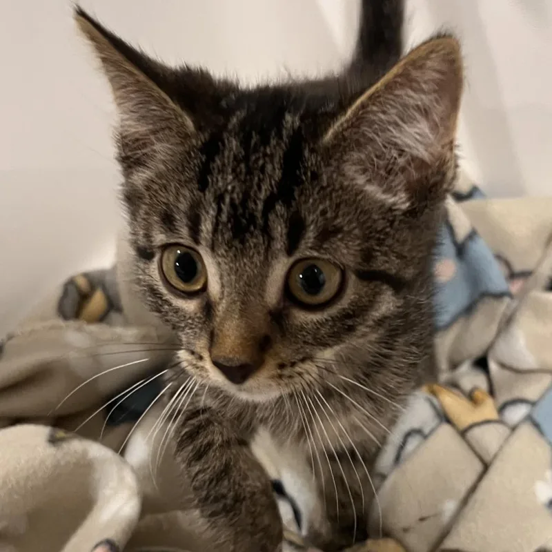 A baby small-sized female Domestic Short Hair cat named Quest for adoption in Washburn, MO