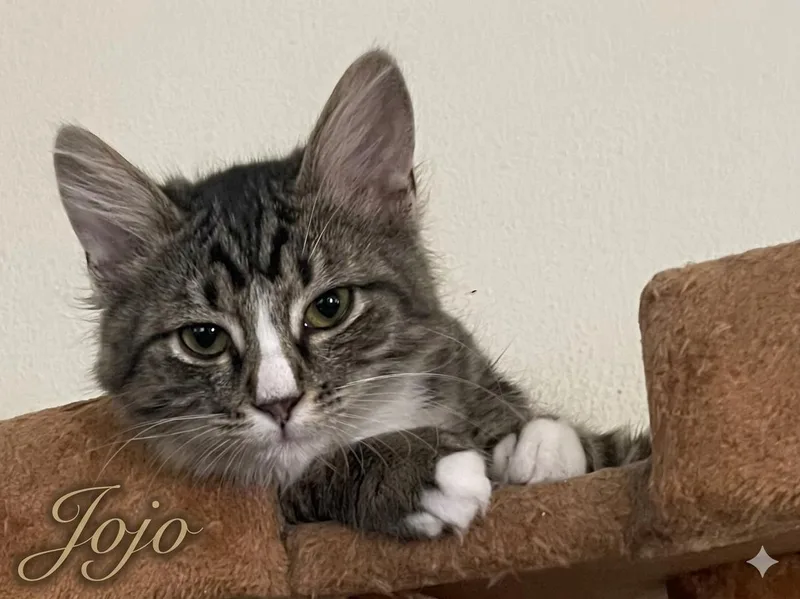 A baby medium-sized male Gray / Blue / Silver Maine Coon cat named JoJo for adoption in Palmdale, CA