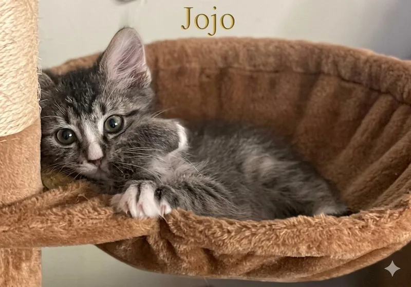 JoJo thumbnail 2