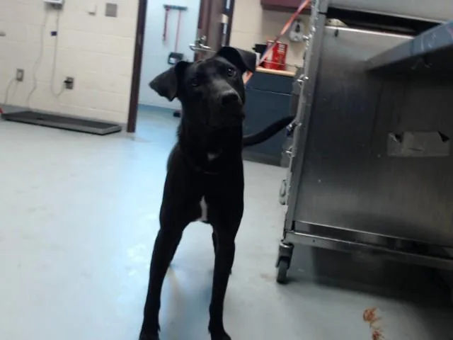 A young medium-sized male Labrador Retriever dog named Heath for adoption in Fayetteville, NC