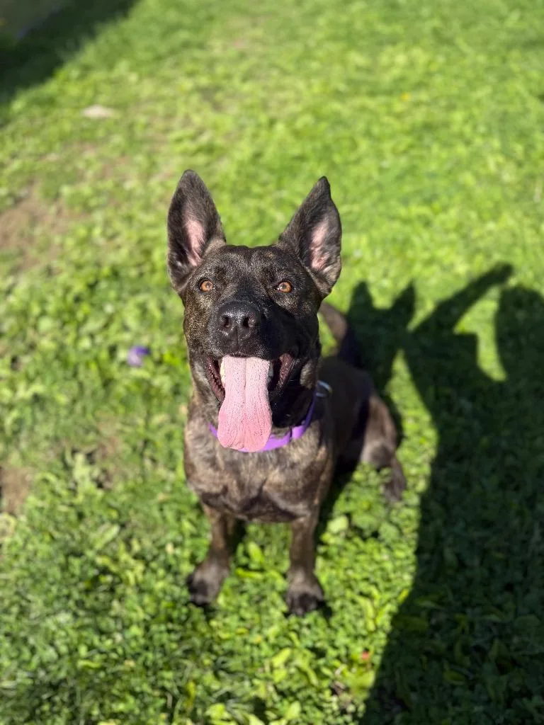 An adult large-sized female Mixed Breed dog named Nymera for adoption in Hyde Park, NY