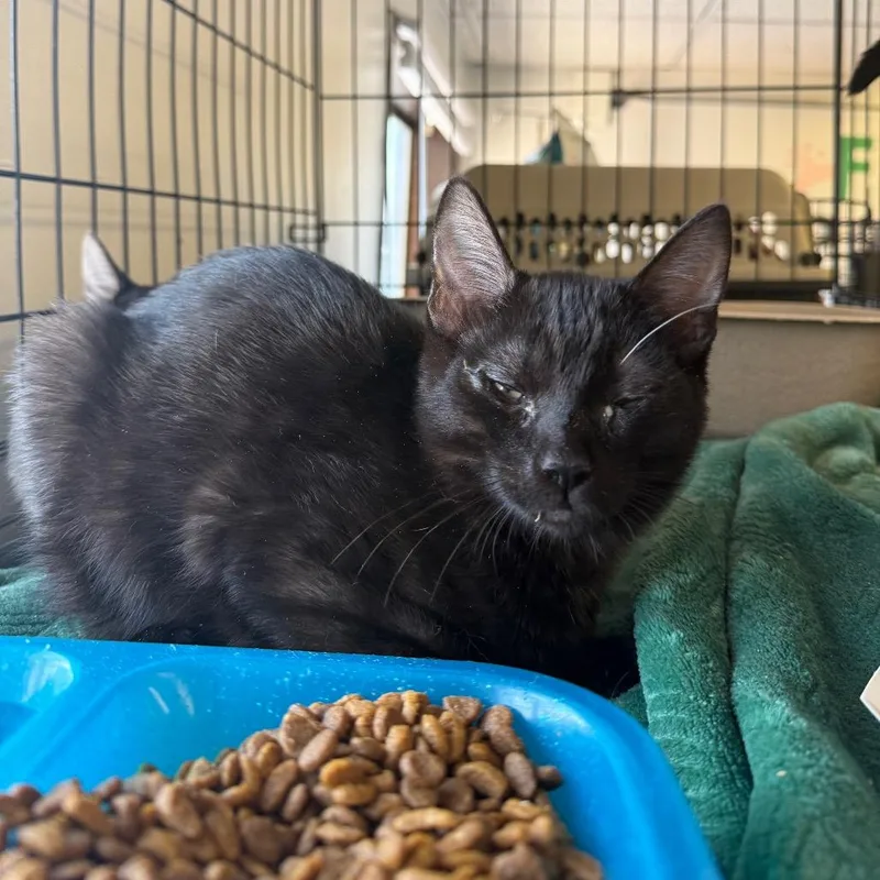 A baby small-sized male Black Domestic Short Hair cat named Liu Kang for adoption in Spokane, WA