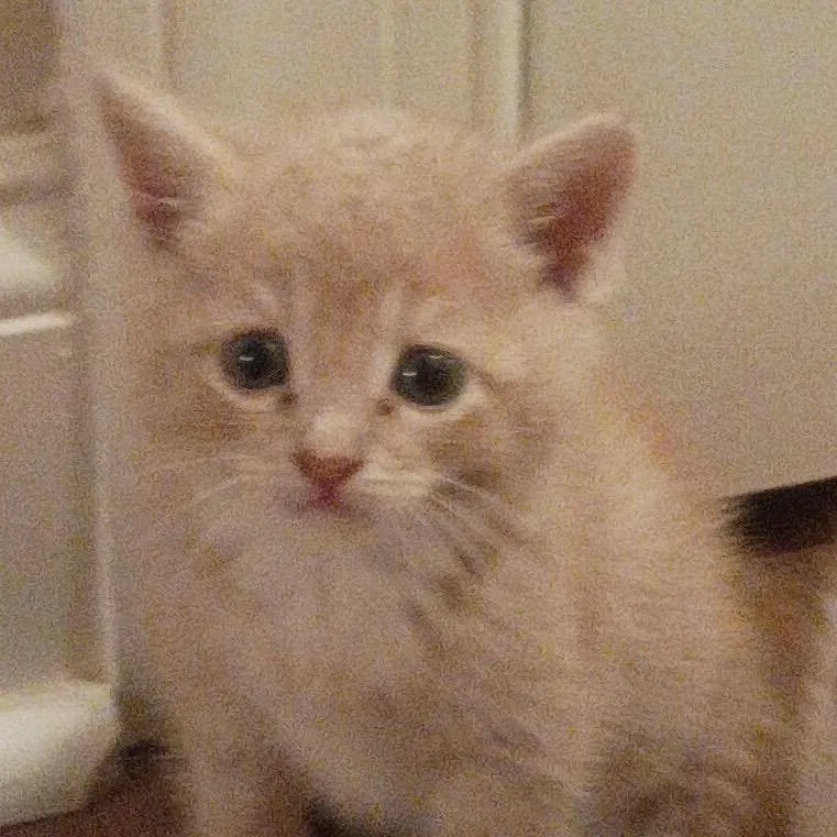 A baby small-sized female Orange / Red Domestic Short Hair cat named Ginger for adoption in Franklin, NC