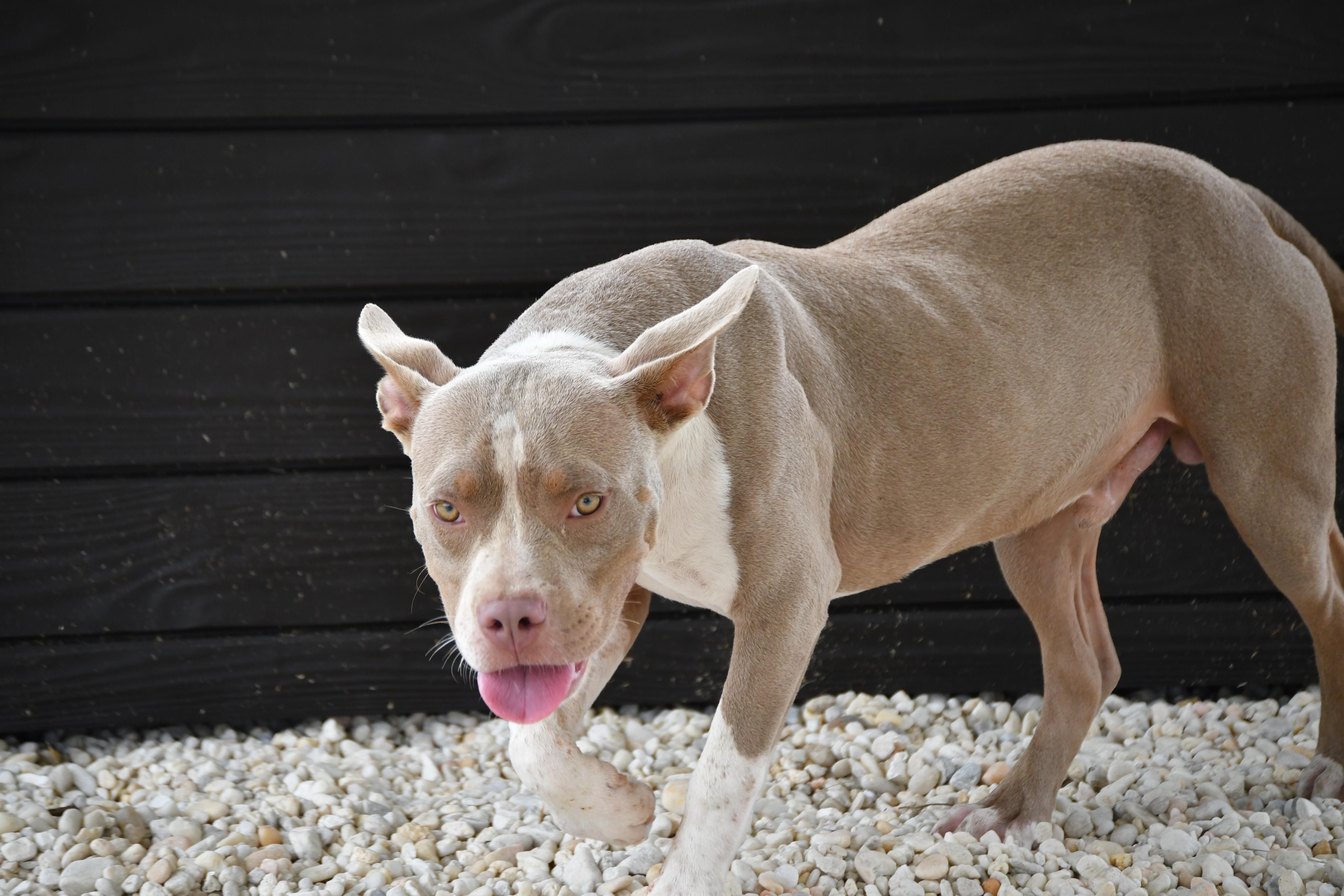 An adult medium-sized male American Bulldog dog named Shane for adoption in Defuniak Springs, FL