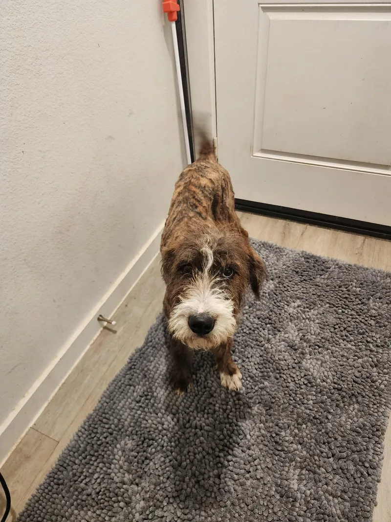 A young large-sized male Tricolor (Brown, Black, & White) Giant Schnauzer dog named Gregory for adoption in Mooresville, NC