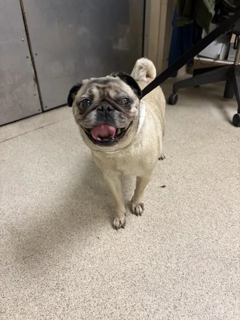 Pugbug