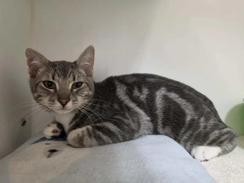 A young medium-sized female Tabby (Gray / Blue / Silver) Domestic Short Hair cat named Ernesta for adoption in Grants Pass, OR
