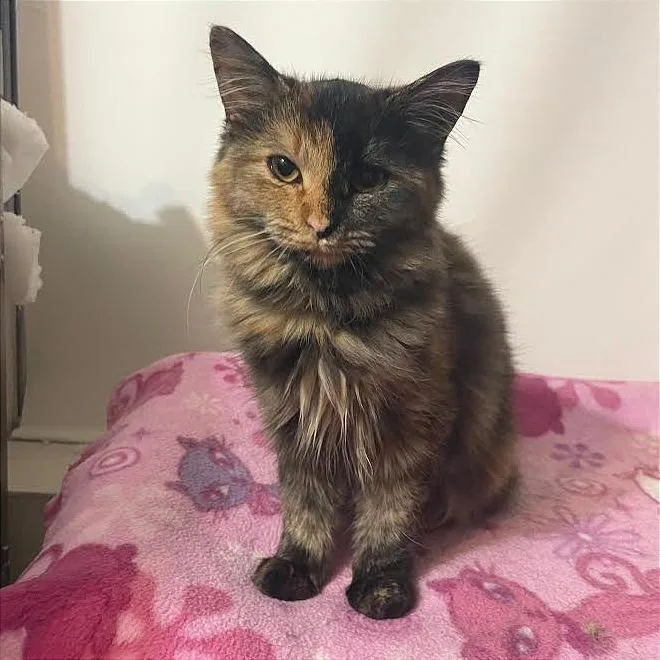 A baby small-sized female Tortoiseshell Domestic Medium Hair cat named Cinnamon for adoption in Prescott, AZ