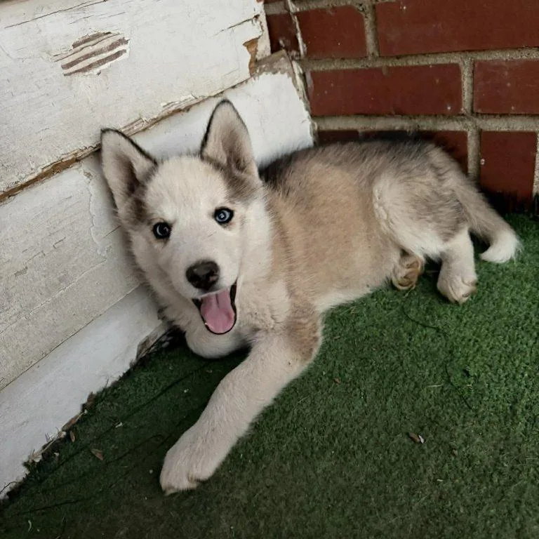 Princess Leia thumbnail 2