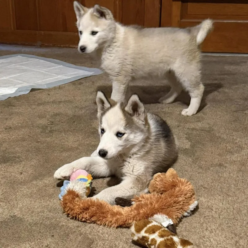 Princess Leia thumbnail 3