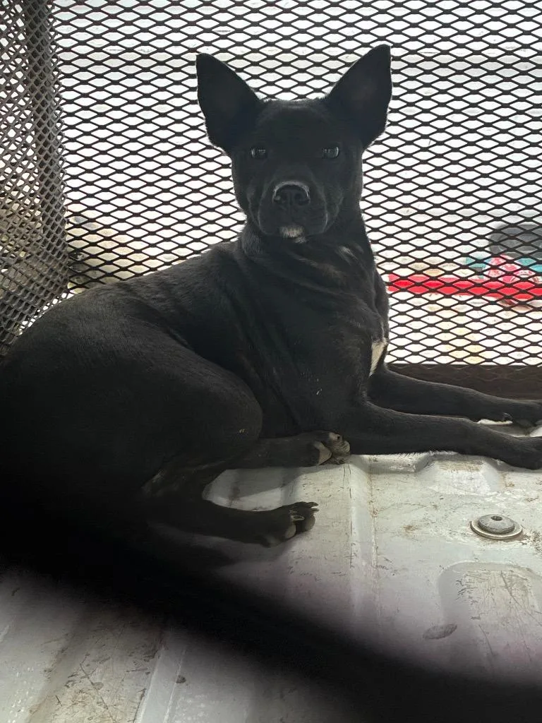 A young large-sized female Mixed Breed dog named Lilo for adoption in Chickamauga , GA
