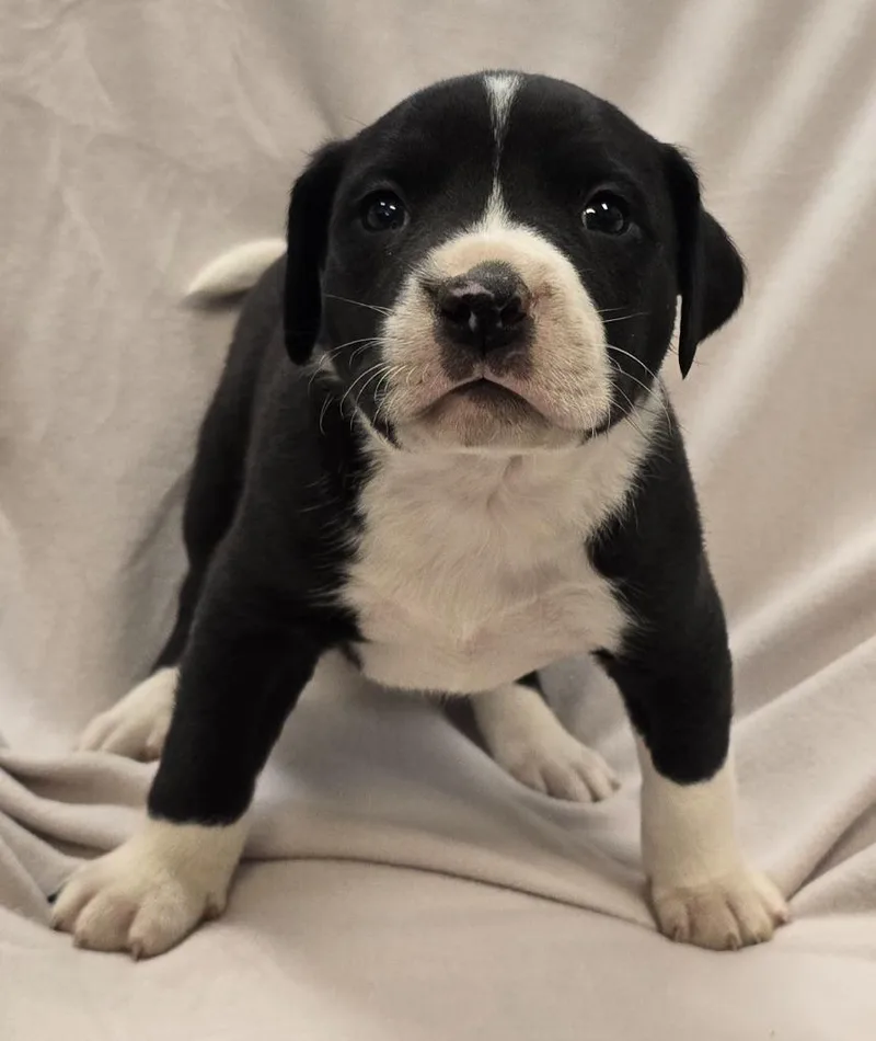 A baby large-sized male Pit Bull Terrier dog named Sheldon for adoption in Murphysboro, IL