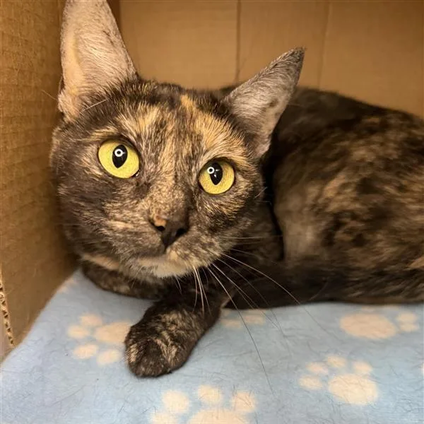 An adult medium-sized female Domestic Short Hair cat named Wilhelmina for adoption in Los Angeles, CA