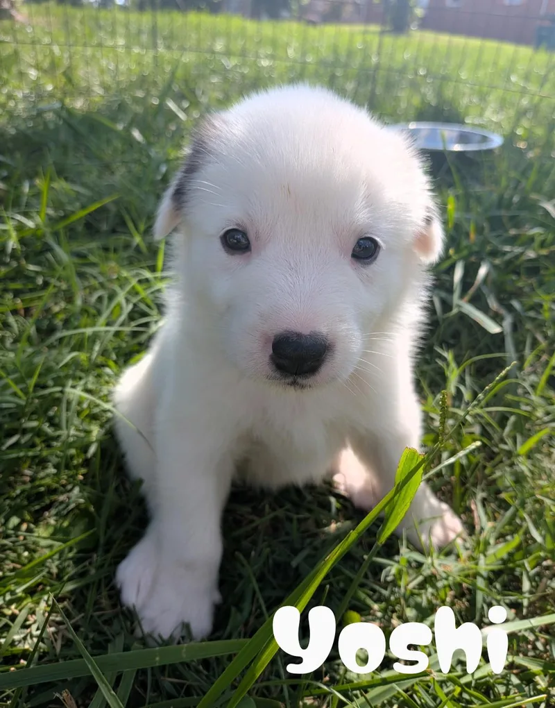 Yoshi