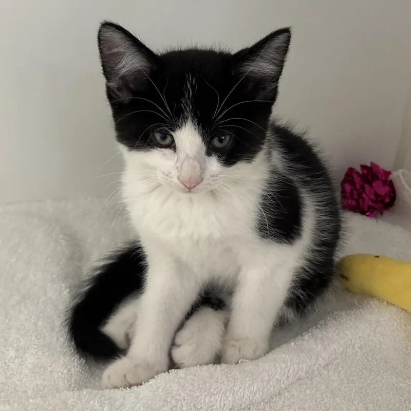 A baby small-sized male Black Domestic Short Hair cat named Cortado for adoption in Naperville, IL