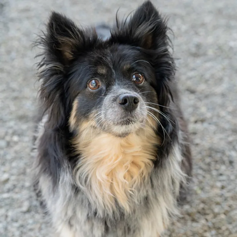 An adult medium-sized female Black Mixed Breed dog named Pearl for adoption in Tacoma, WA