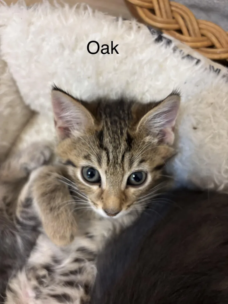 A baby medium-sized male Tabby (Brown / Chocolate) Tabby cat named Coming Soon!  Ash for adoption in Laurel, MD