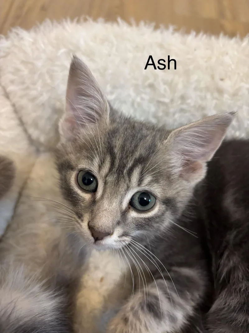 Coming Soon!  Ash thumbnail 2