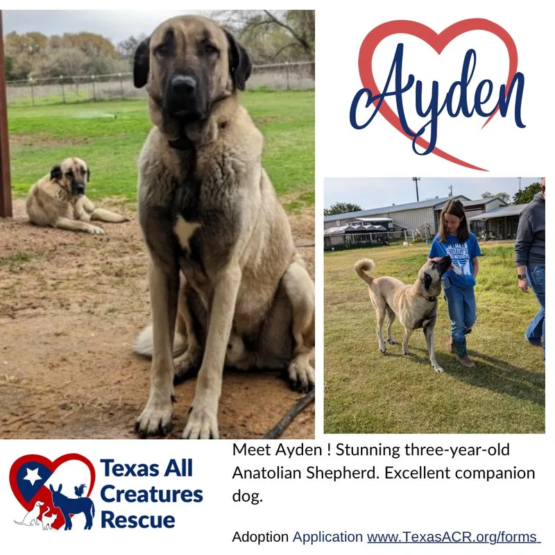 An adult extra large-sized male Anatolian Shepherd dog named Ayden for adoption in Alvarado, TX