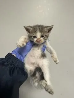 A baby small-sized female Domestic Short Hair cat named Pixie for adoption in Miami, FL