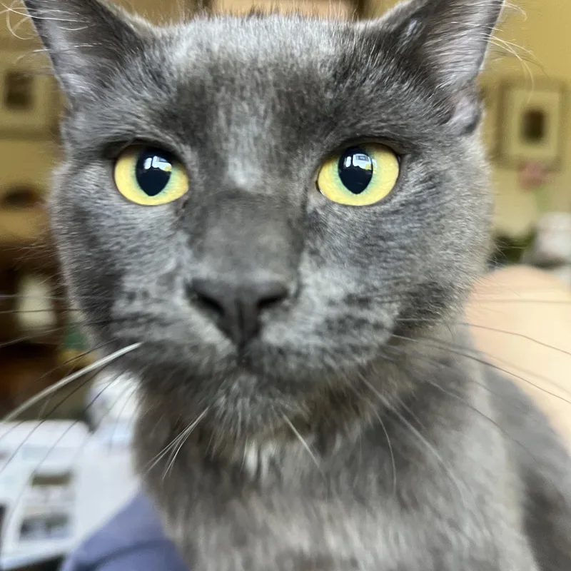 A baby small-sized male Gray / Blue / Silver Domestic Medium Hair cat named Mist for adoption in Los Angeles, CA