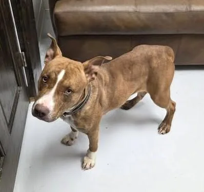 An adult medium-sized female Pit Bull Terrier dog named Coco for adoption in Mount Gilead, OH