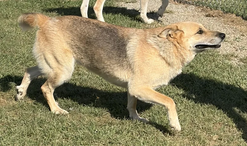 An adult large-sized female Yellow / Tan / Blond / Fawn Australian Cattle Dog / Blue Heeler dog named Asia for adoption in Mount Sterling, KY