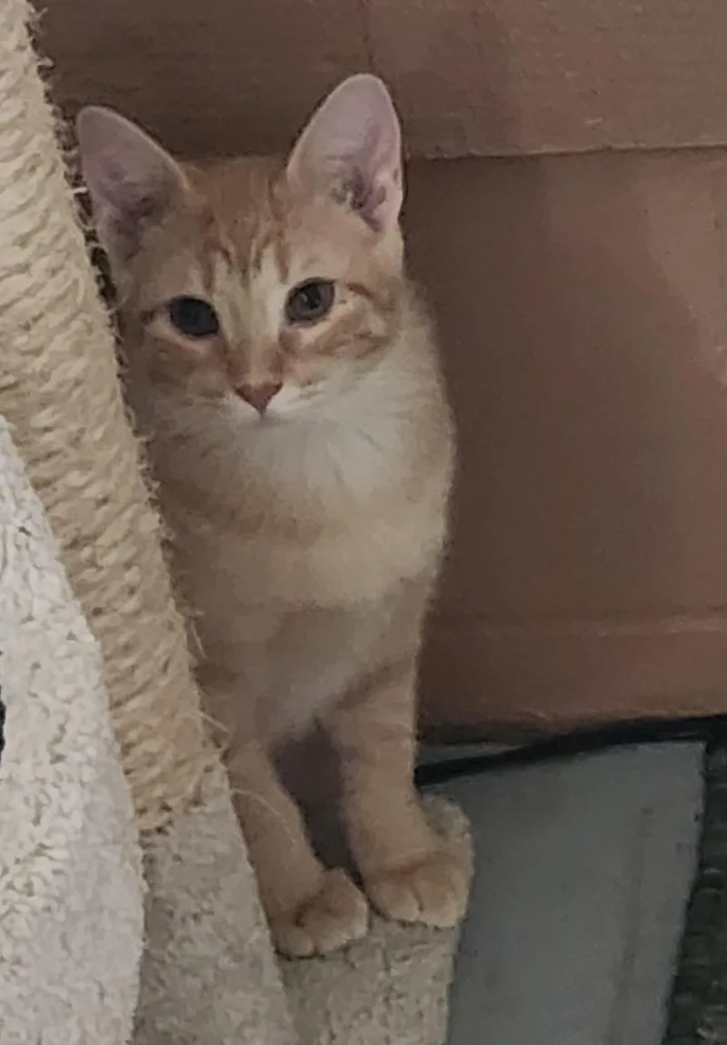 A baby medium-sized male Tabby cat named RebelCOURTESY LISTING for adoption in Decorah, IA