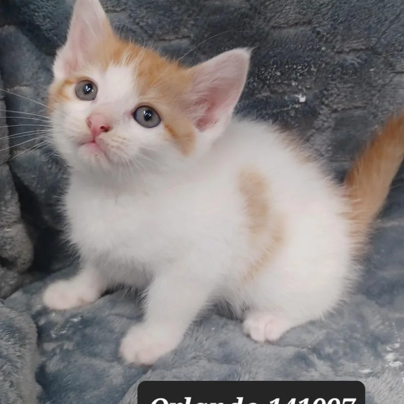 A baby small-sized male Domestic Short Hair cat named Orlando for adoption in New Tazewell, TN