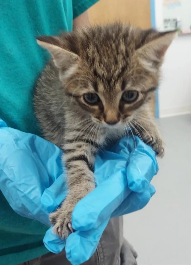 A baby small-sized female Domestic Short Hair cat named Raisinet for adoption in Hartsville, SC
