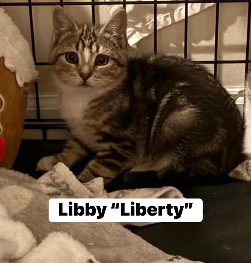 A baby small-sized female Domestic Short Hair cat named Libby for adoption in Turnersville, NJ
