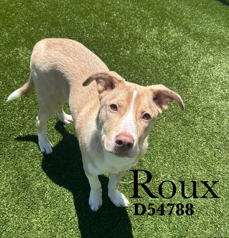 Roux