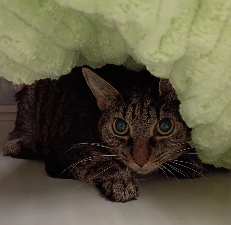 An adult medium-sized female Domestic Short Hair cat named Molly for adoption in Las Vegas, NV