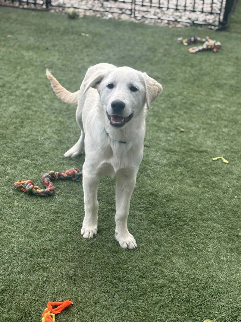 A young extra large-sized male White / Cream Mixed Breed dog named Willie for adoption in Kenosha, WI