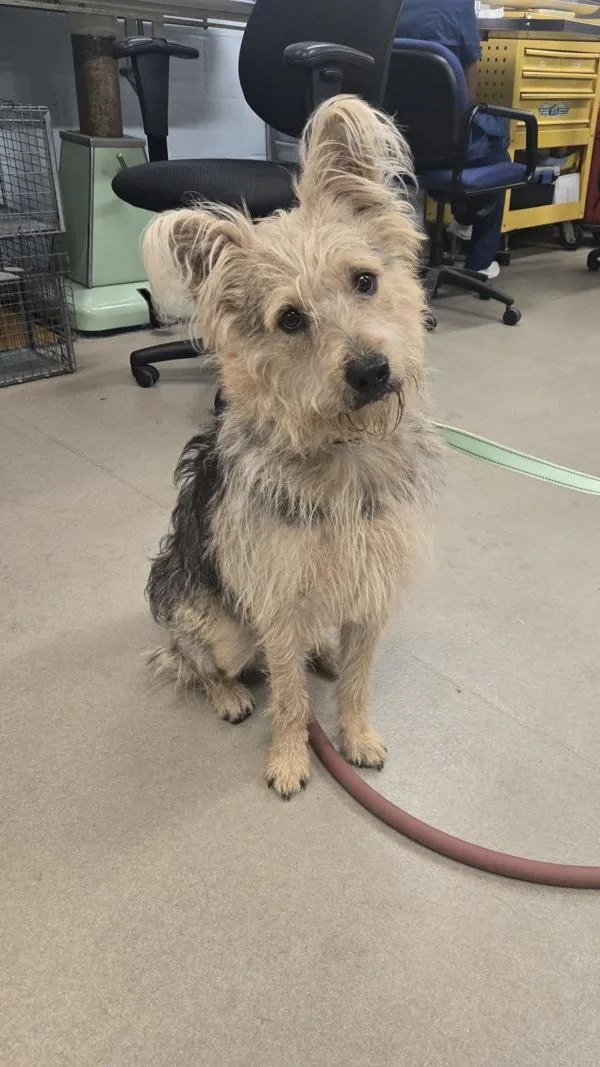 An adult medium-sized male Terrier dog named Totoro for adoption in Millersville, MD