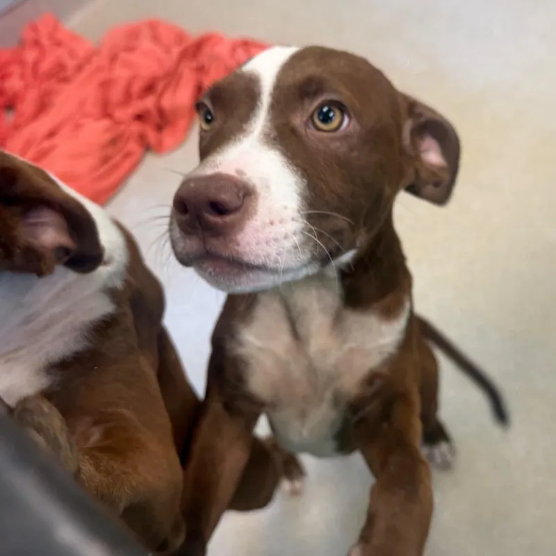 A baby medium-sized male Brown / Chocolate Mixed Breed dog named Beach Bum for adoption in Springboro, OH