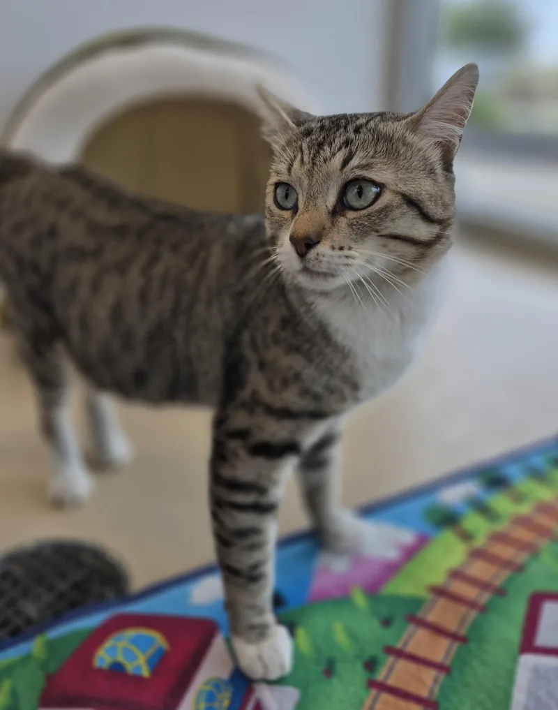 An adult medium-sized male Domestic Short Hair cat named Ej for adoption in Schertz, TX