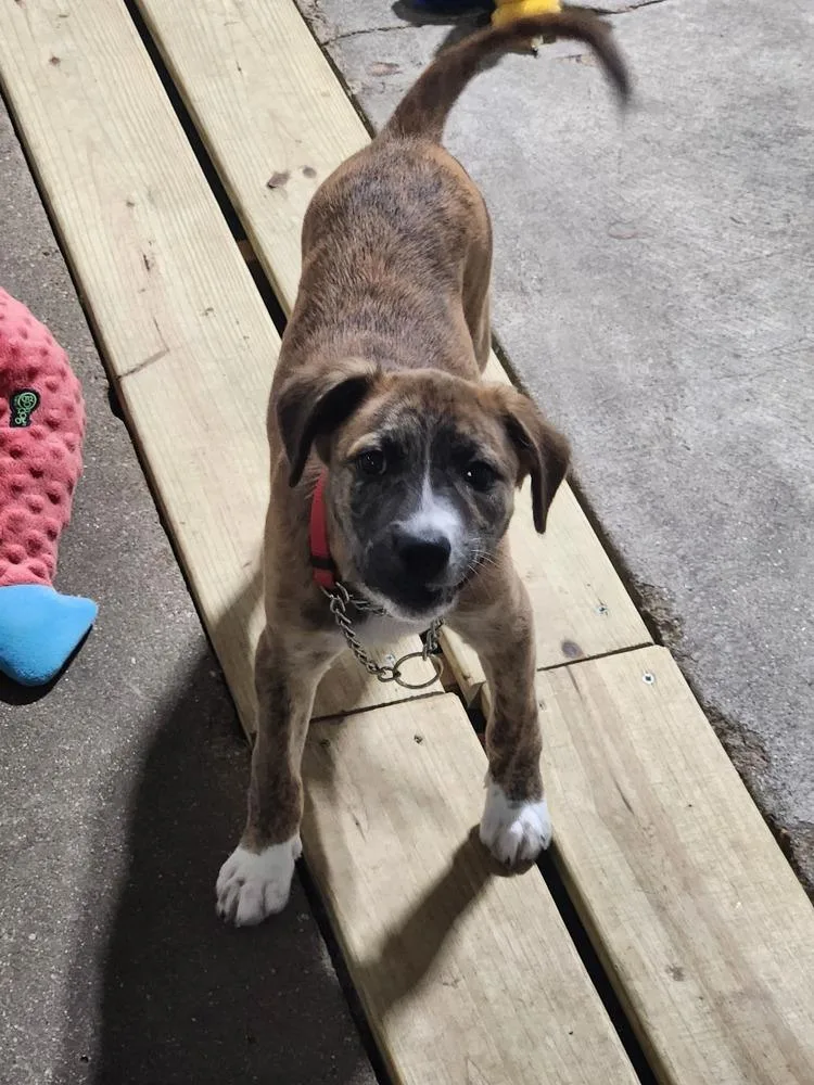 A baby medium-sized female Mixed Breed dog named Fern for adoption in Papillion, NE