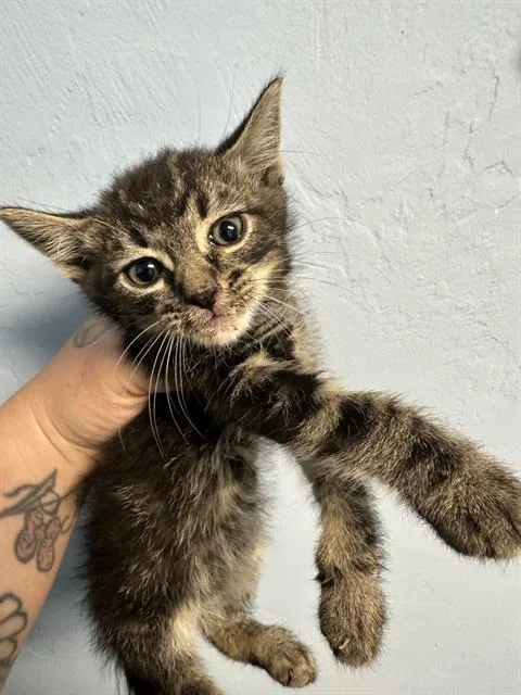 A baby small-sized male Domestic Short Hair cat named Midnight for adoption in Bakersfield, CA